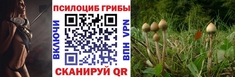 купить  цена  Катав-Ивановск  Псилоцибиновые грибы Cubensis 